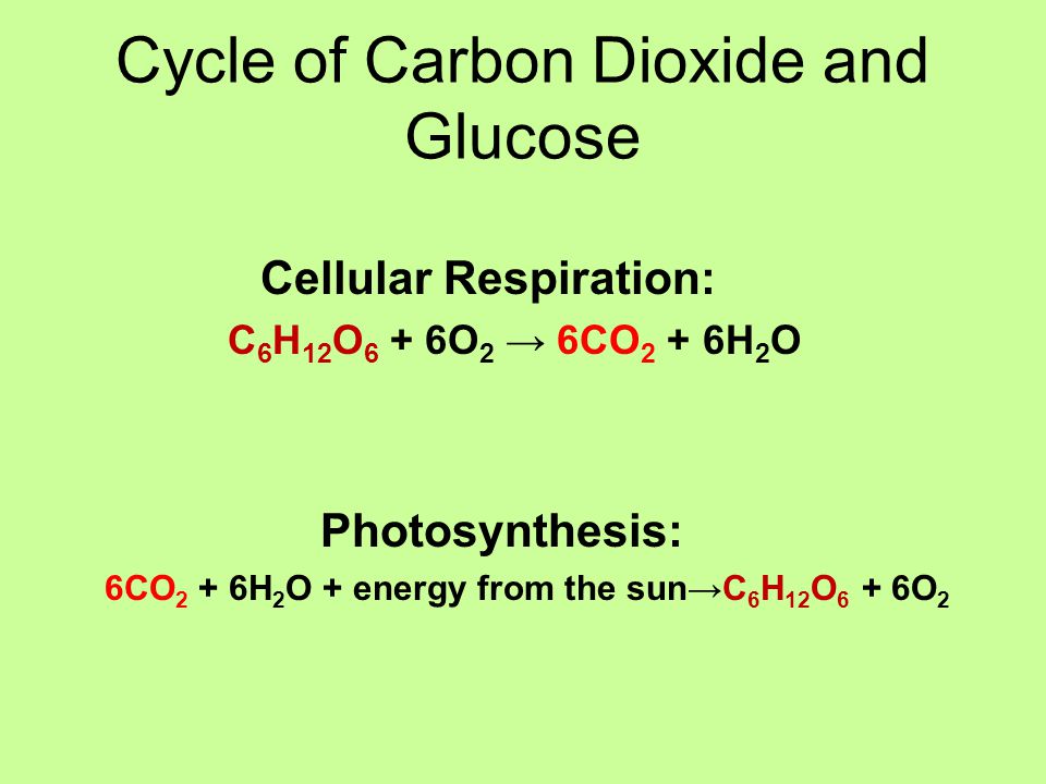 Cycle of Carbon Dioxide and Glucose