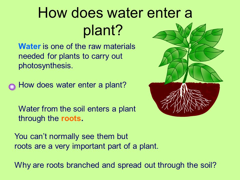 How does water enter a plant