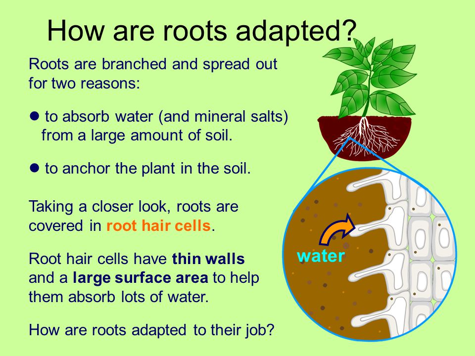 How are roots adapted water Roots are branched and spread out