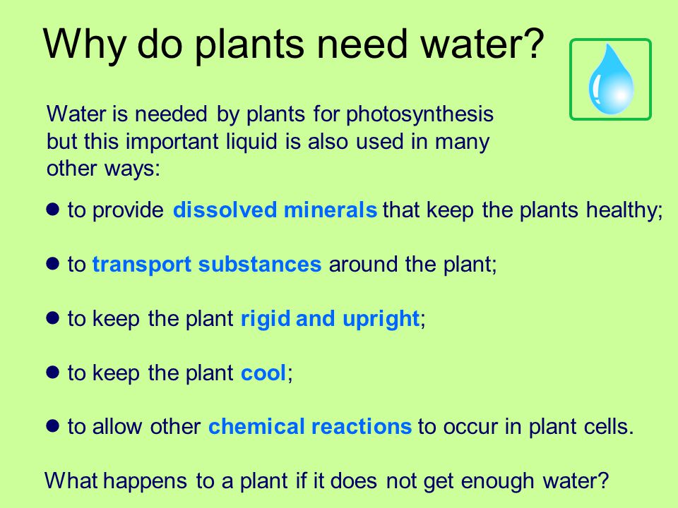 Why do plants need water