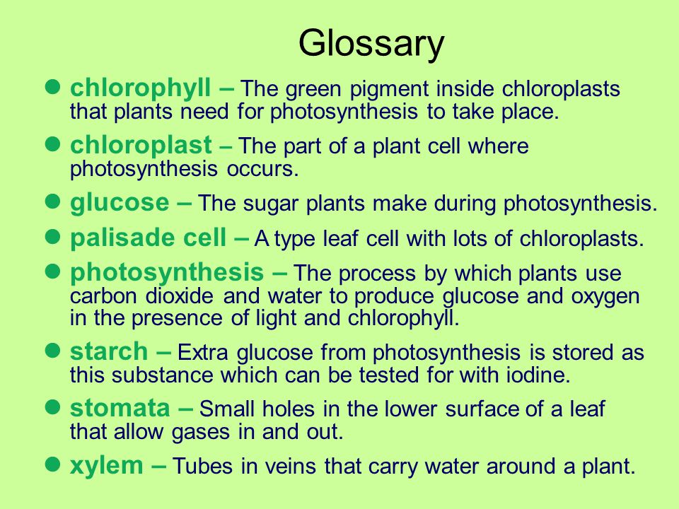 Glossary chlorophyll – The green pigment inside chloroplasts