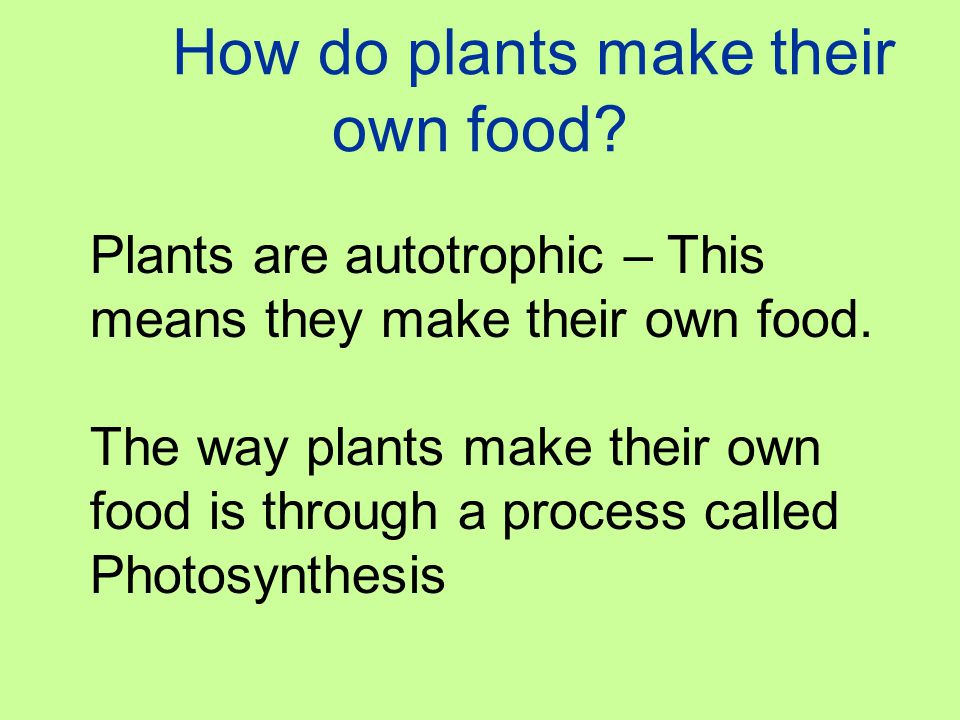 How do plants make their own food