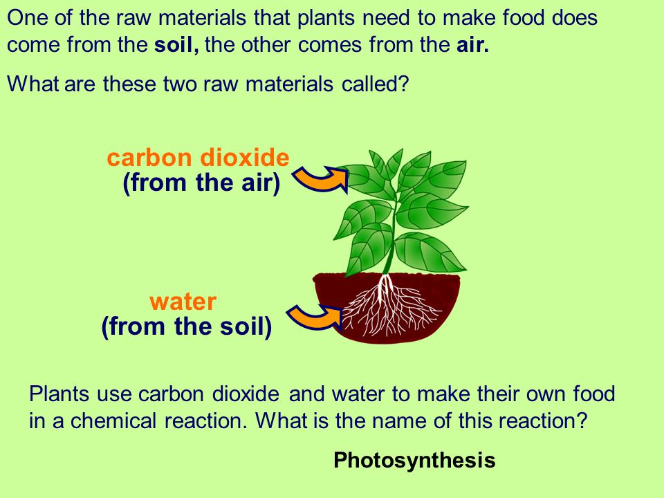 carbon dioxide (from the air) water (from the soil)