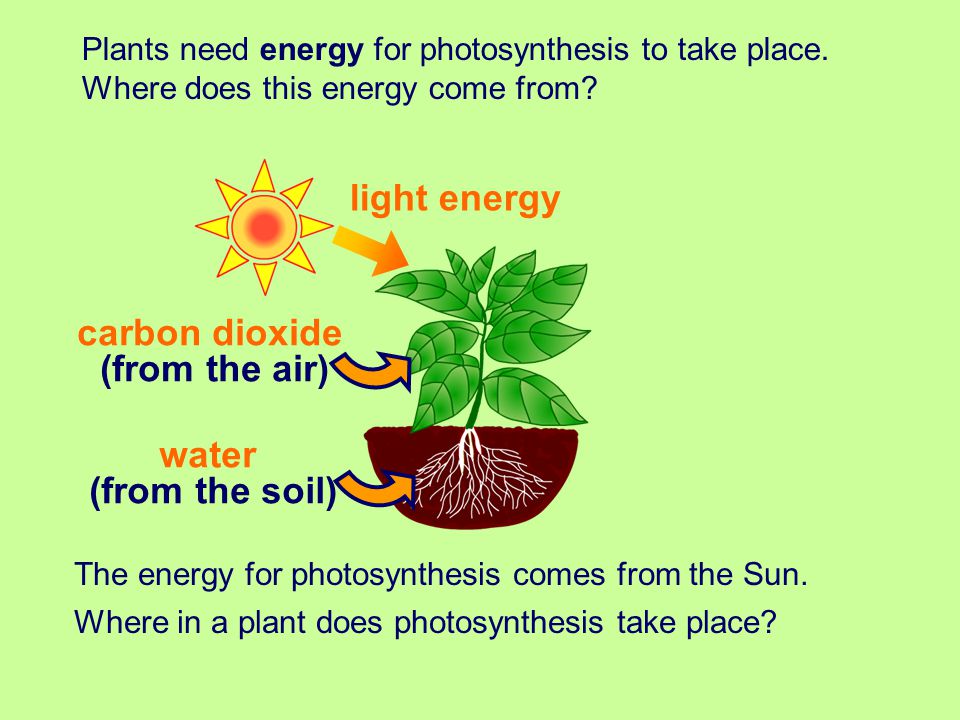 light energy carbon dioxide (from the air) water (from the soil)