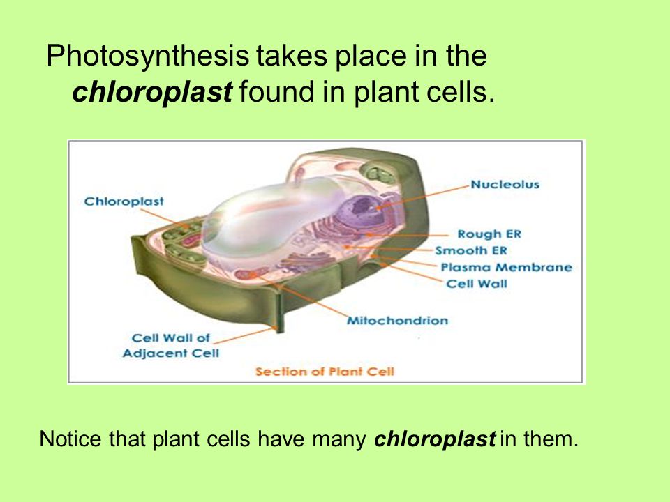 Photosynthesis takes place in the chloroplast found in plant cells.