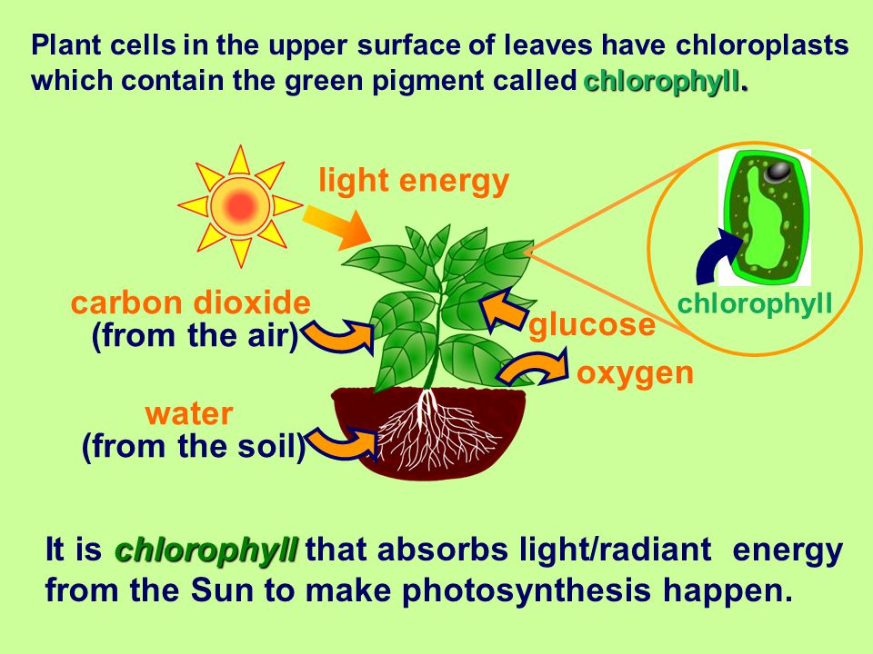 light energy carbon dioxide (from the air) glucose oxygen water