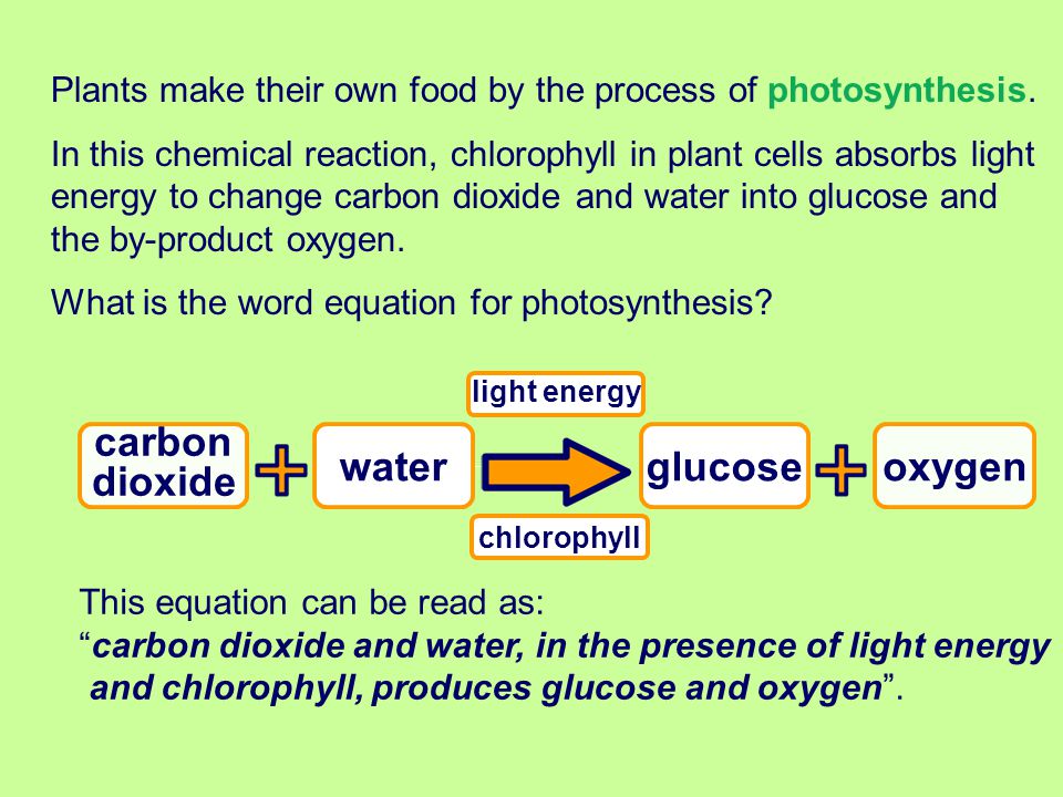 carbon dioxide water glucose oxygen