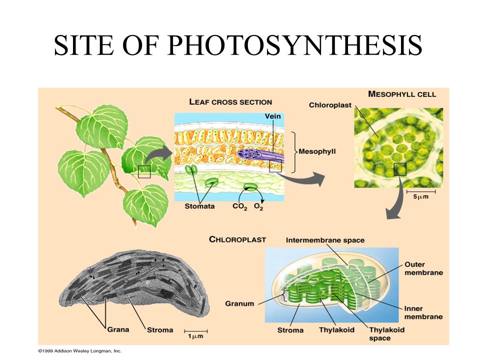 Какие бывают процессы в биологии 6 класс. Фотосинтез макет BP gkfcnbkbyf. Presentation on Photosynthesis Plan of presentation.