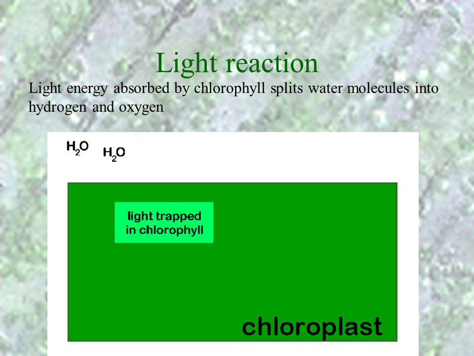 Light reaction Light energy absorbed by chlorophyll splits water molecules into hydrogen and oxygen