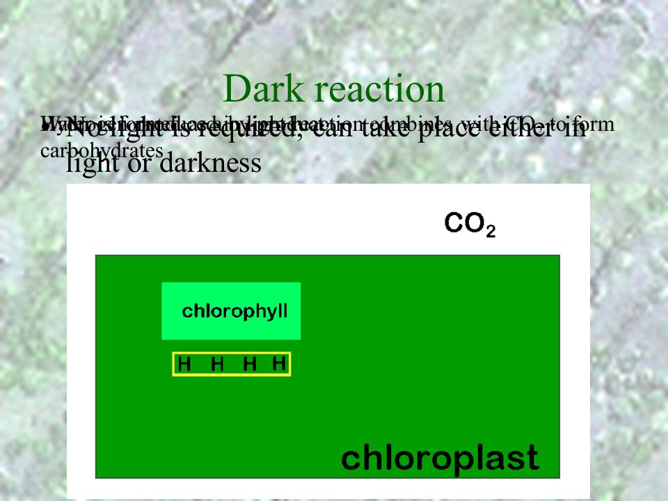 Dark reaction Water is formed as a by-product. No light is required; can take place either in light or darkness.