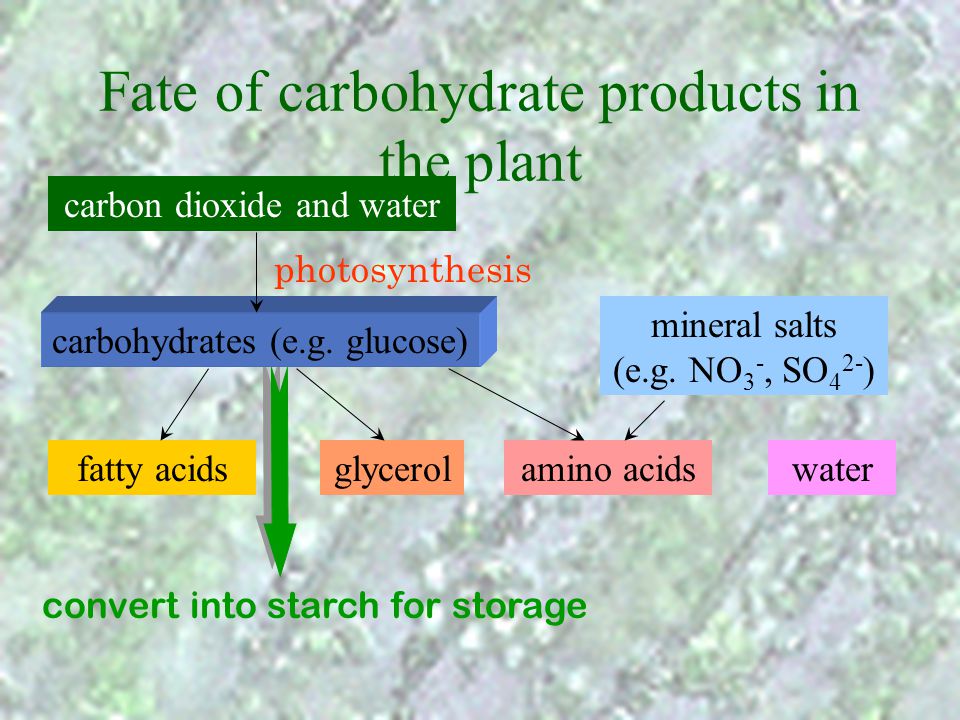 Fate of carbohydrate products in the plant