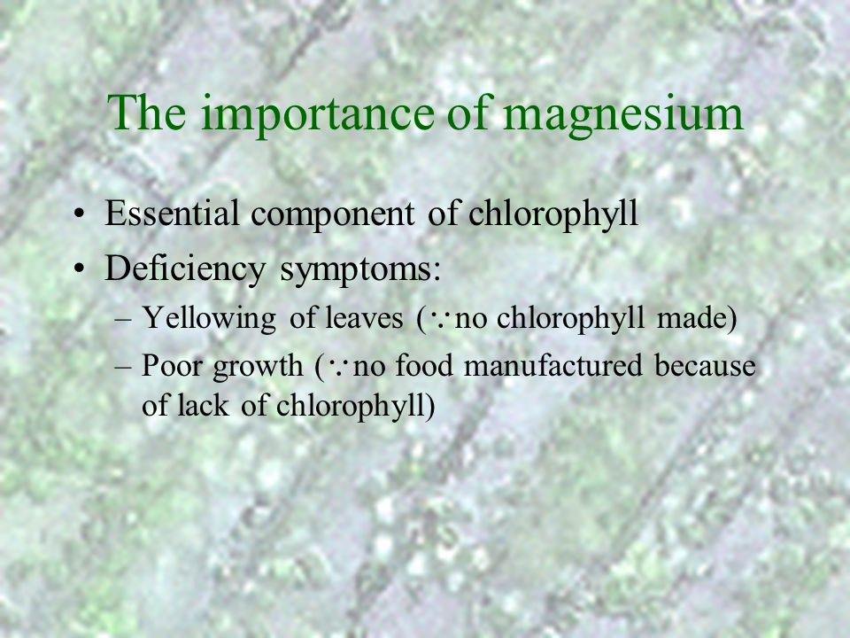 The importance of magnesium