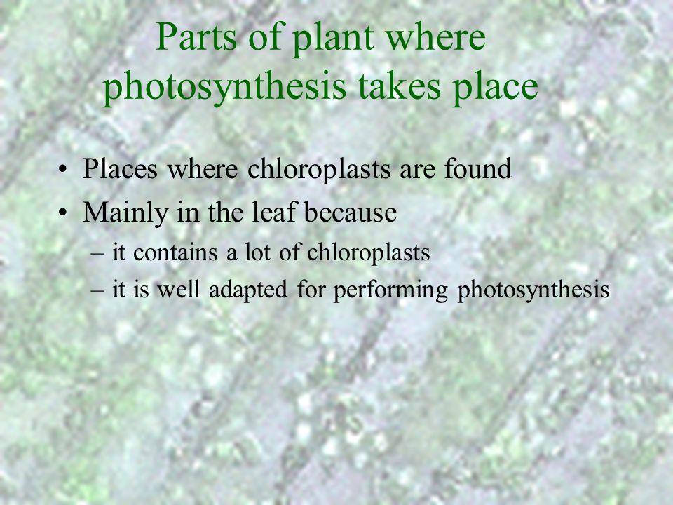Parts of plant where photosynthesis takes place