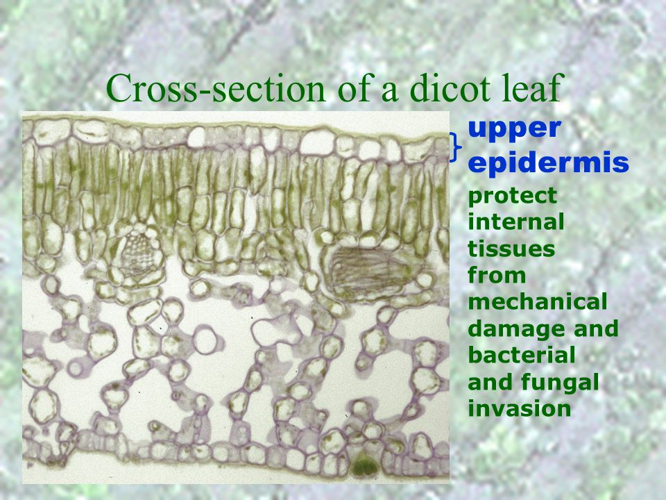 Cross-section of a dicot leaf