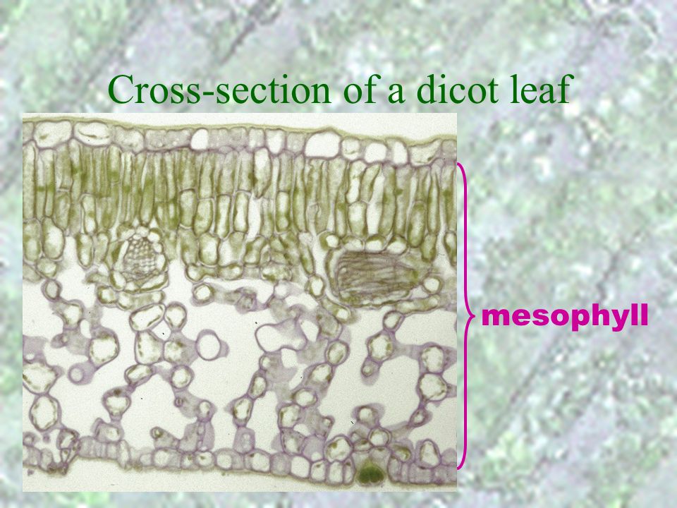 Cross-section of a dicot leaf