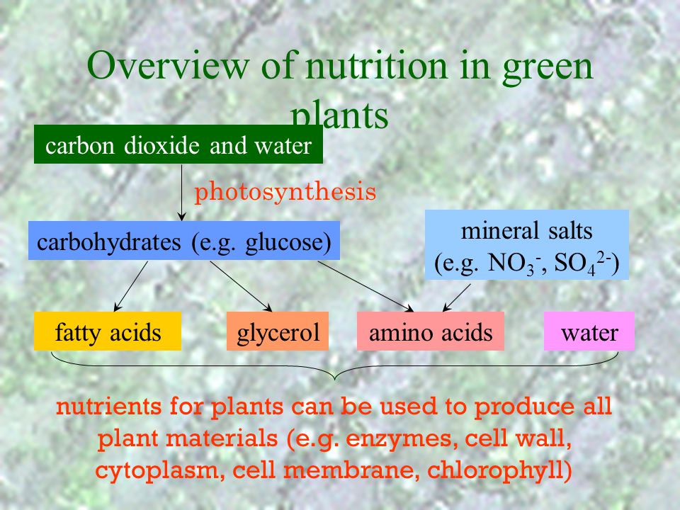 Overview of nutrition in green plants