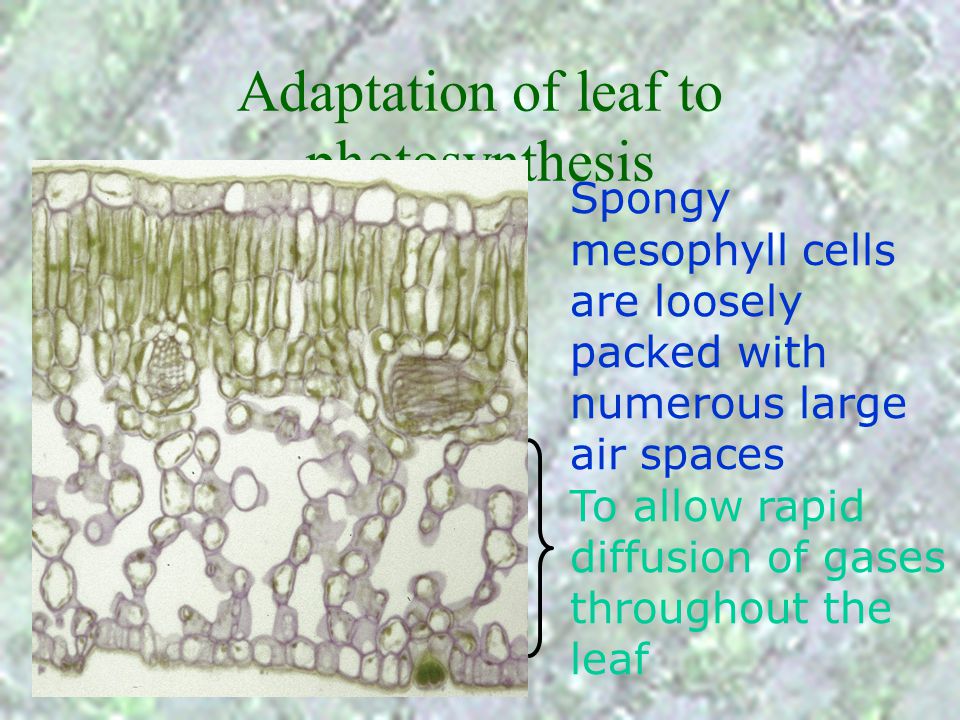 Adaptation of leaf to photosynthesis