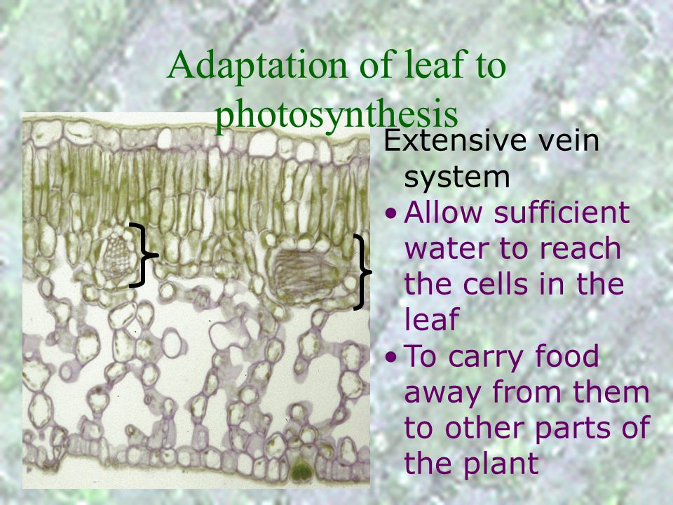 Adaptation of leaf to photosynthesis
