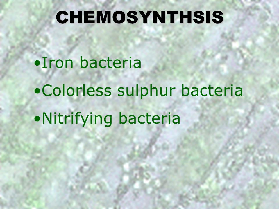 CHEMOSYNTHSIS Iron bacteria Colorless sulphur bacteria
