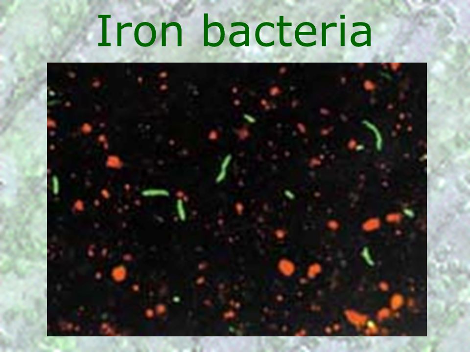 Iron bacteria