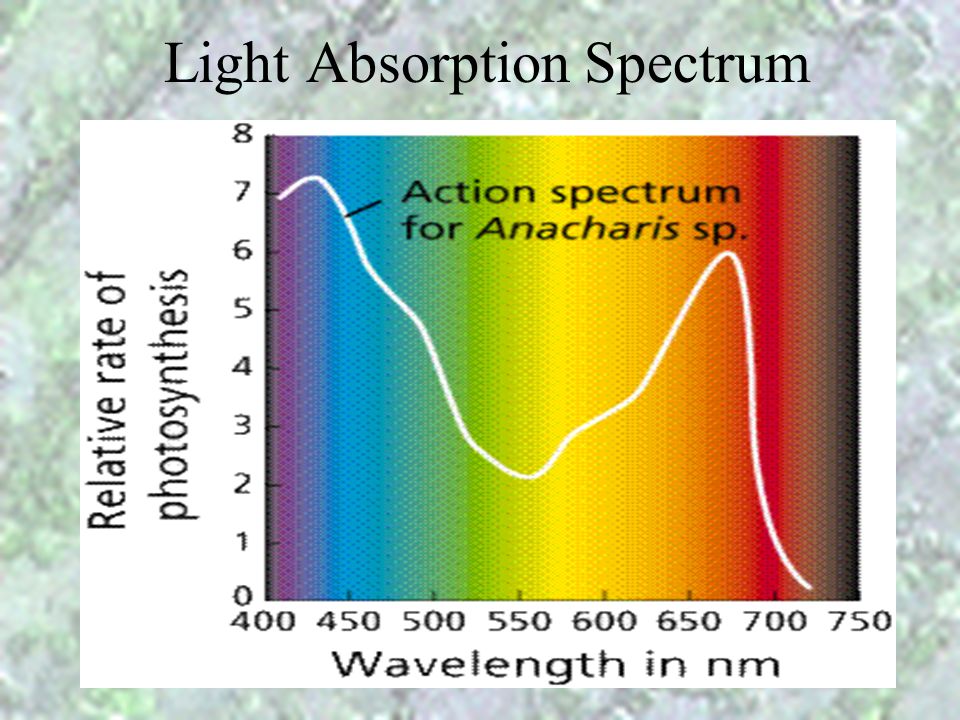 Light Absorption Spectrum