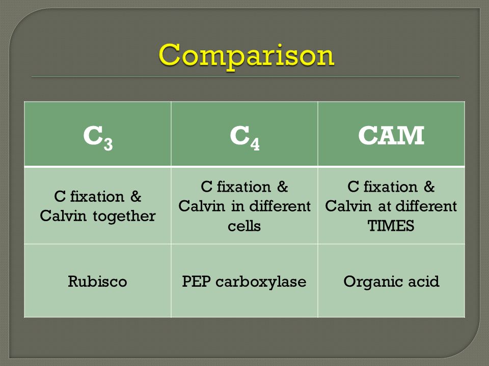 C3 C4 And Cam Plants Chart