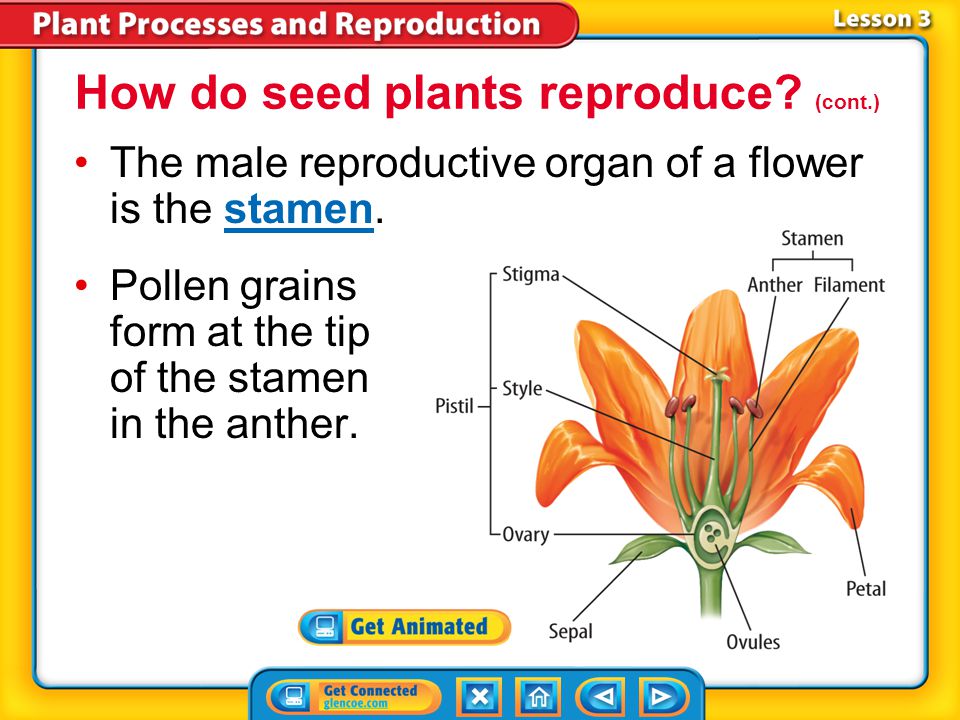 Lesson 1 Energy Processing In Plants Ppt Video Online Download Lesson 1 Energy Processing In Plants Ppt Video Online Download