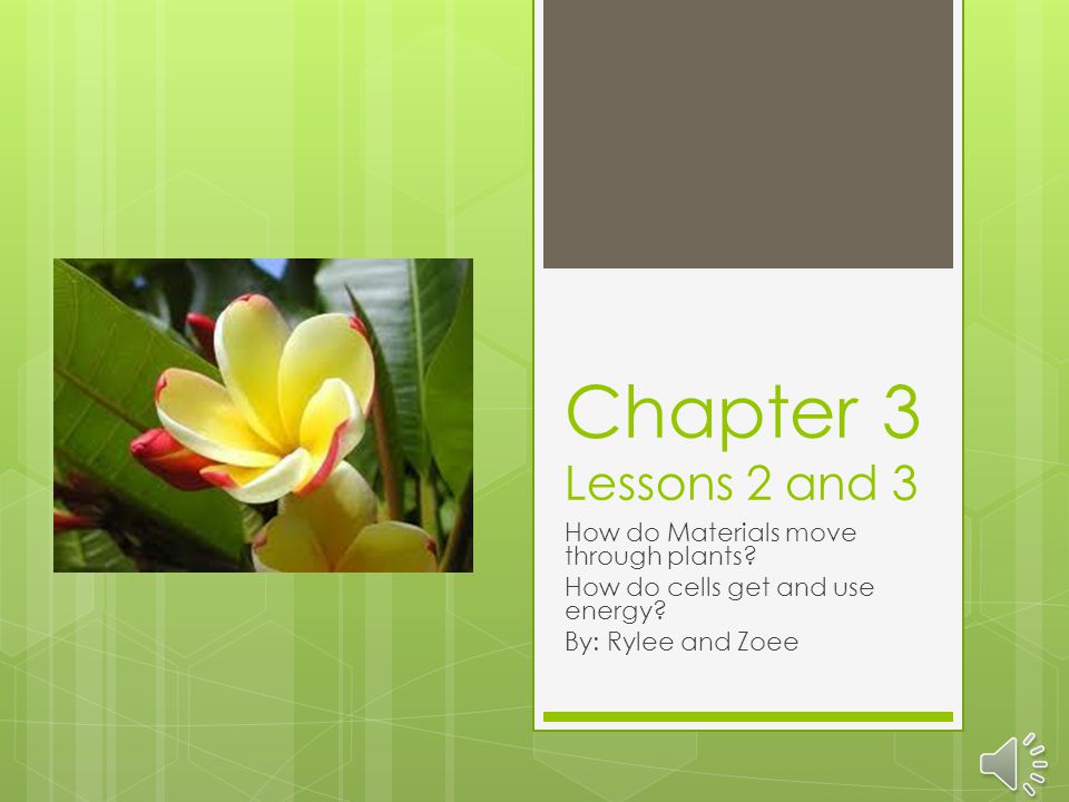 Chapter 3 Lessons 2 and 3 How do Materials move through plants