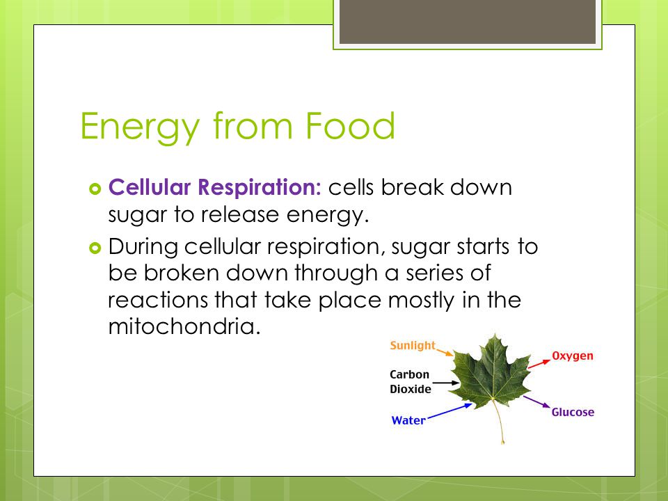 Energy from Food Cellular Respiration: cells break down sugar to release energy.