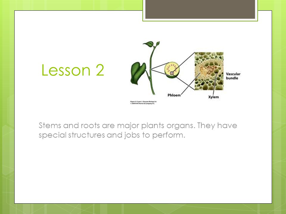 Lesson 2 Stems and roots are major plants organs. They have special structures and jobs to perform.