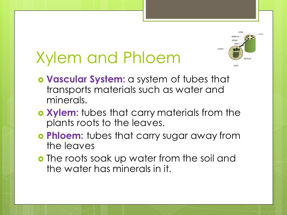 Xylem and Phloem Vascular System: a system of tubes that transports materials such as water and minerals.