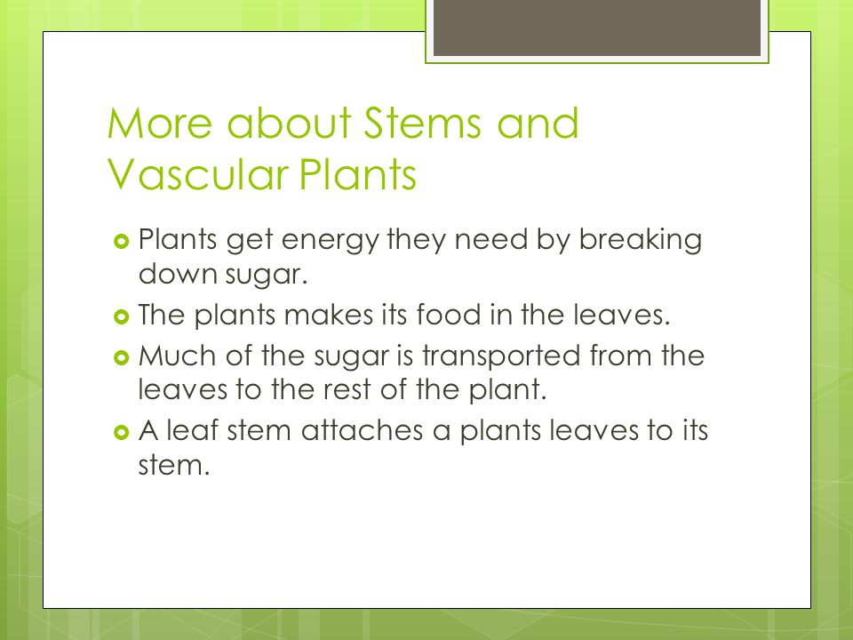 More about Stems and Vascular Plants