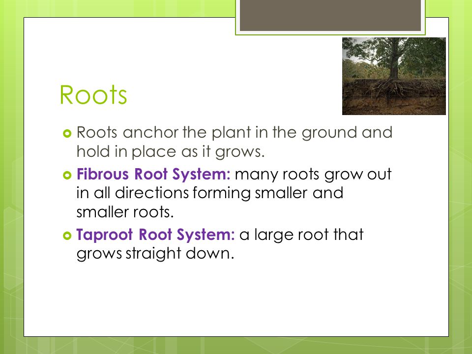Roots Roots anchor the plant in the ground and hold in place as it grows.