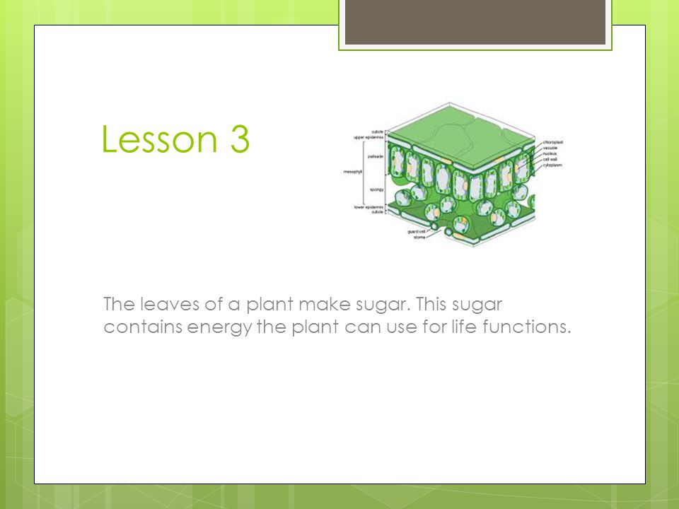 Lesson 3 The leaves of a plant make sugar.