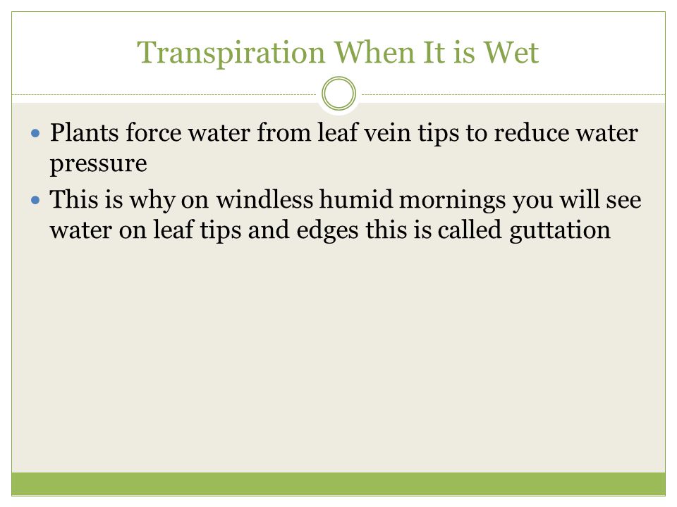 Transpiration When It is Wet