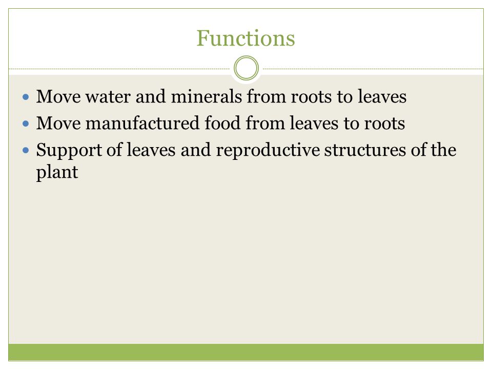 Functions Move water and minerals from roots to leaves
