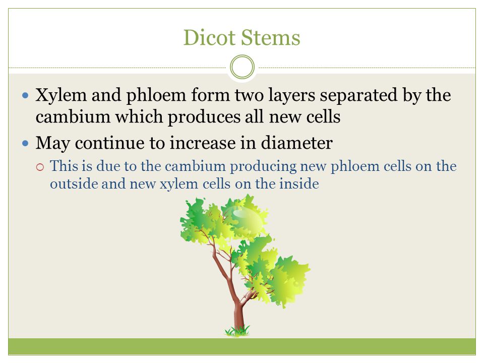 Dicot Stems Xylem and phloem form two layers separated by the cambium which produces all new cells.
