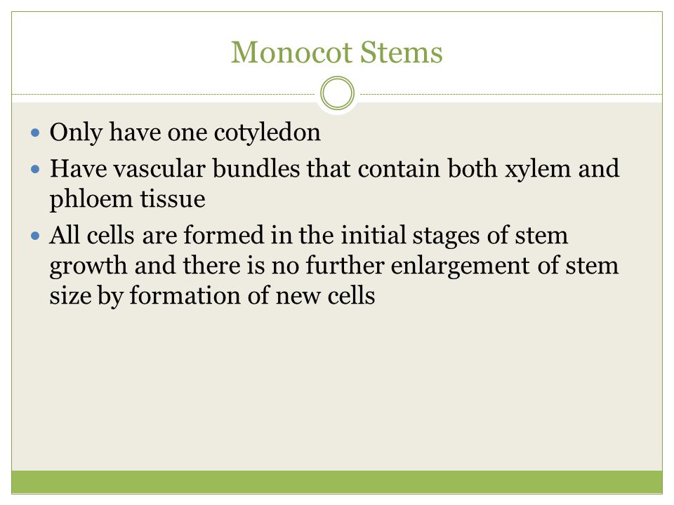 Monocot Stems Only have one cotyledon