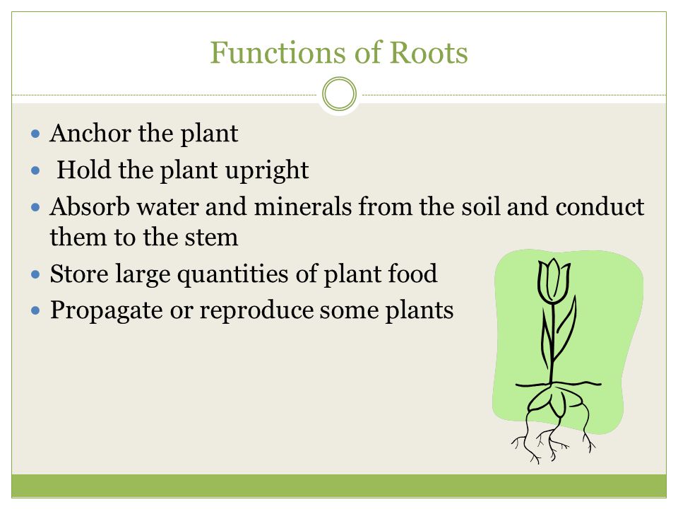 Functions of Roots Anchor the plant Hold the plant upright