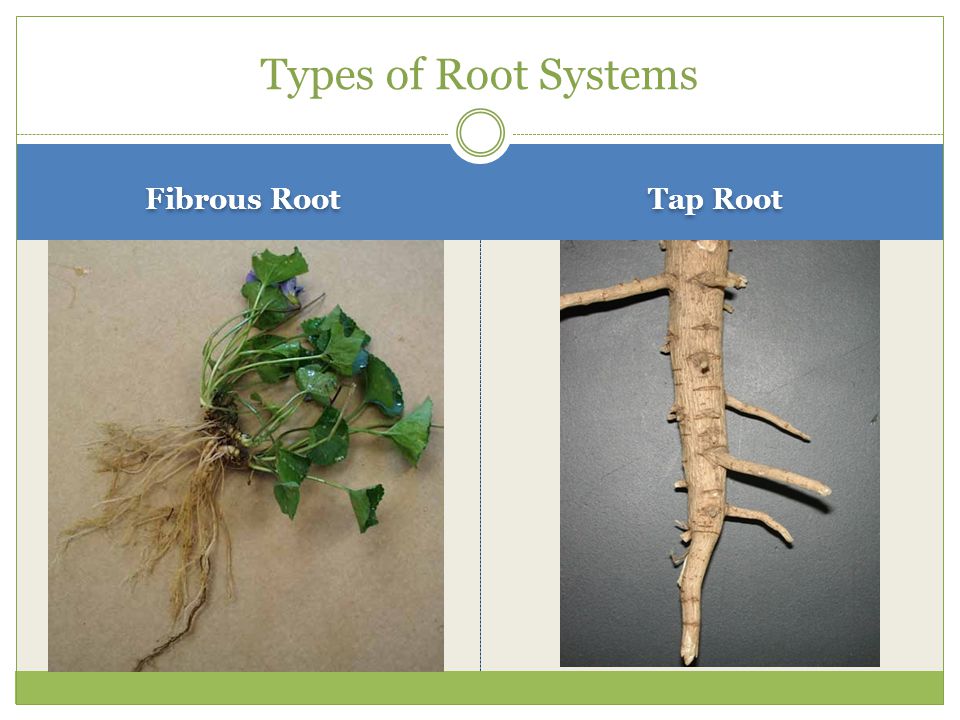Types of Root Systems Fibrous Root Tap Root