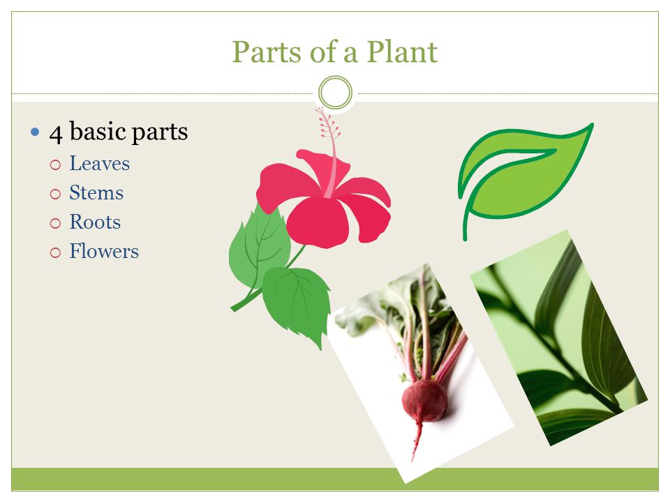 Parts of a Plant 4 basic parts Leaves Stems Roots Flowers
