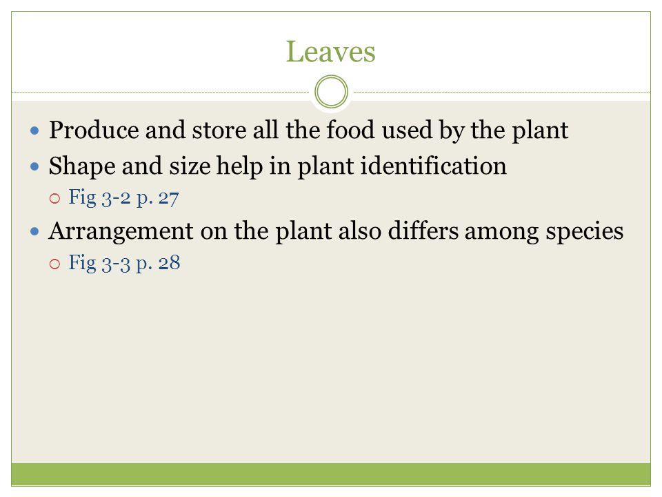 Leaves Produce and store all the food used by the plant