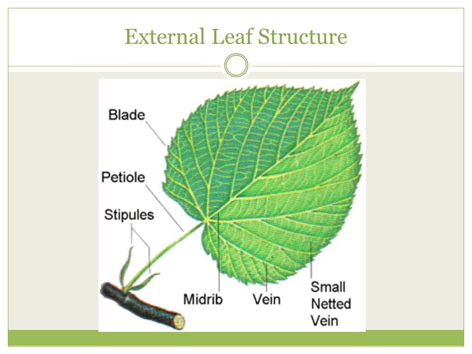 External Leaf Structure