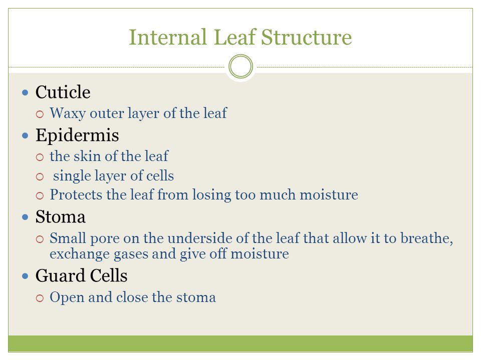 Internal Leaf Structure