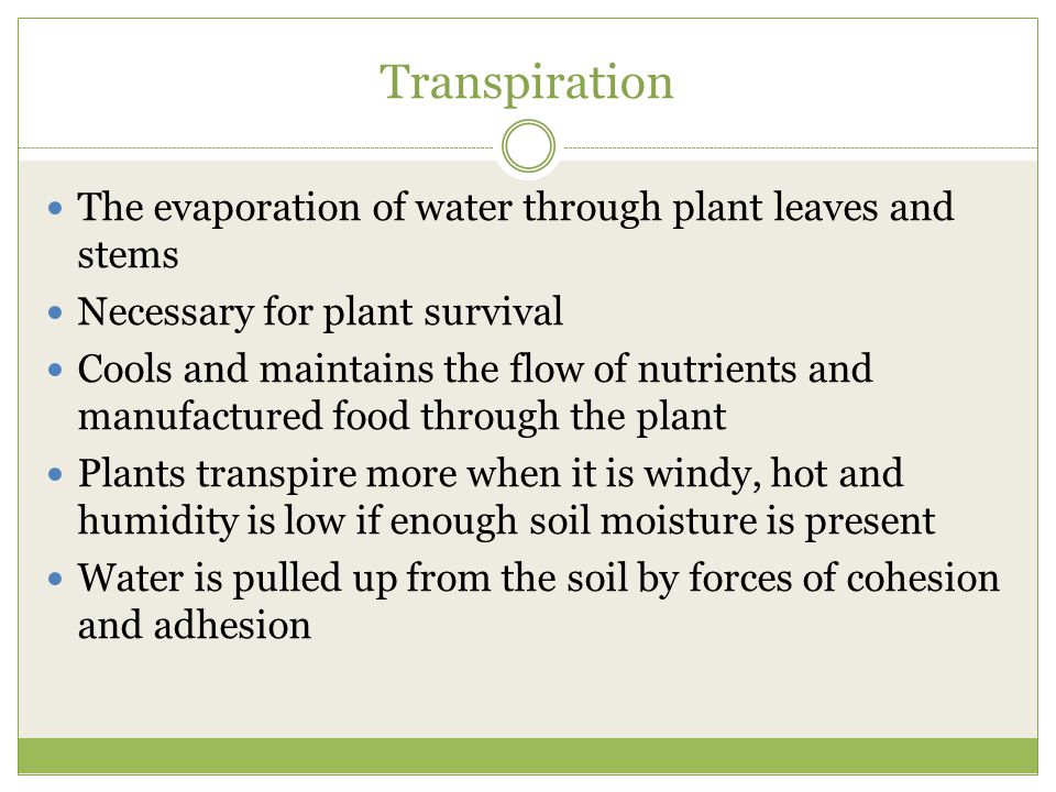 Transpiration The evaporation of water through plant leaves and stems