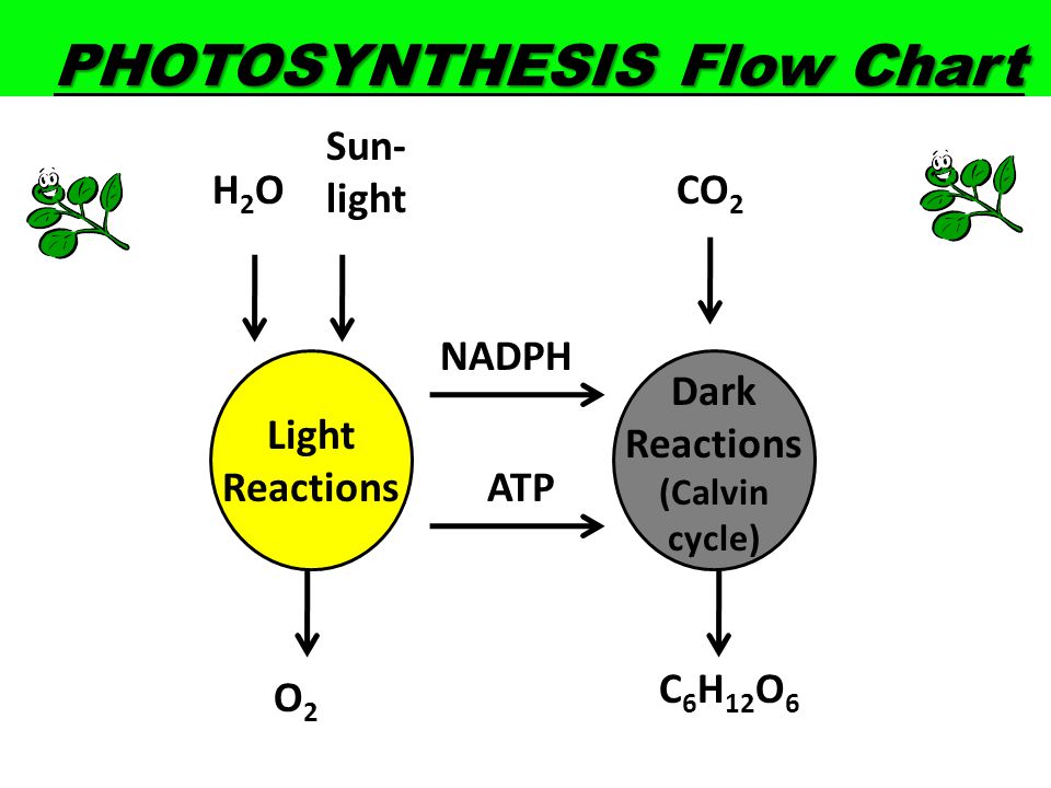 Light Reaction Flow Chart