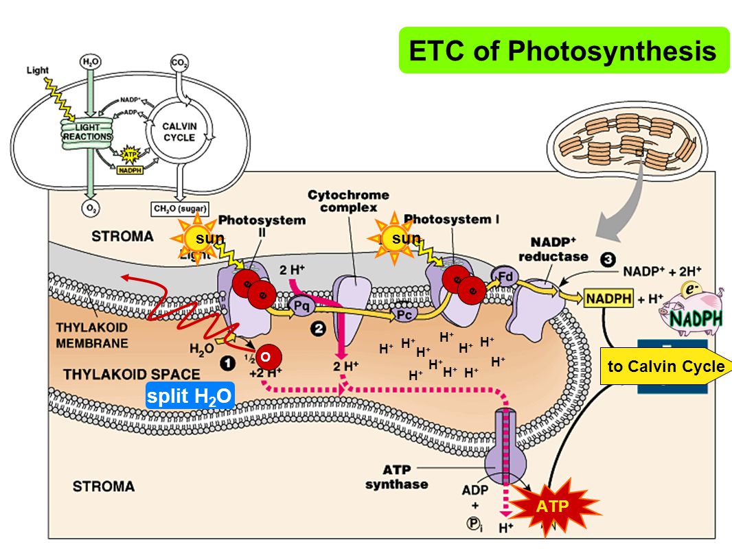 Chapter 7 Photosynthesis - ppt download
