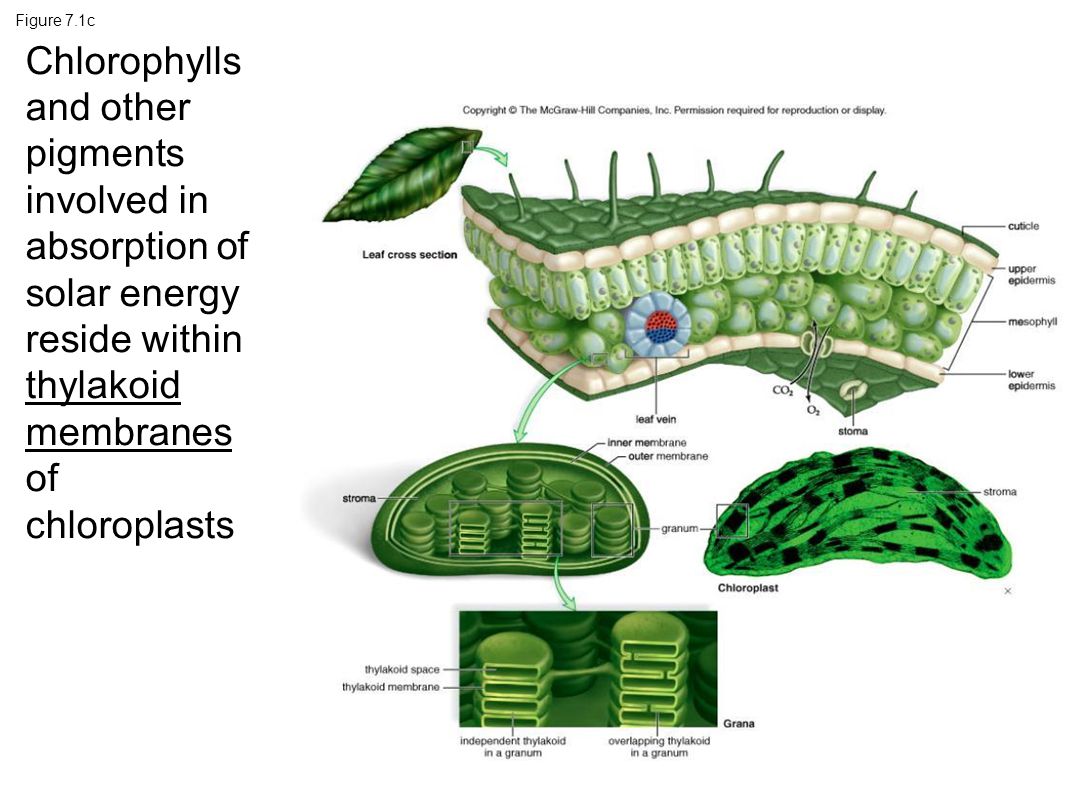 pdf cell engineering 1999