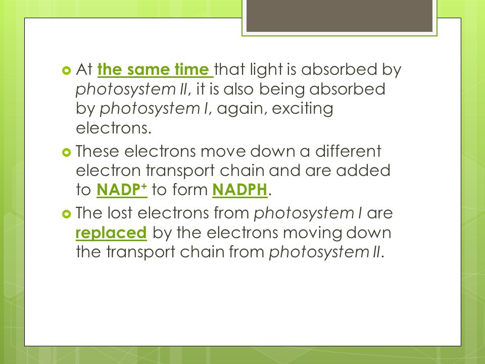 At the same time that light is absorbed by photosystem II, it is also being absorbed by photosystem I, again, exciting electrons.