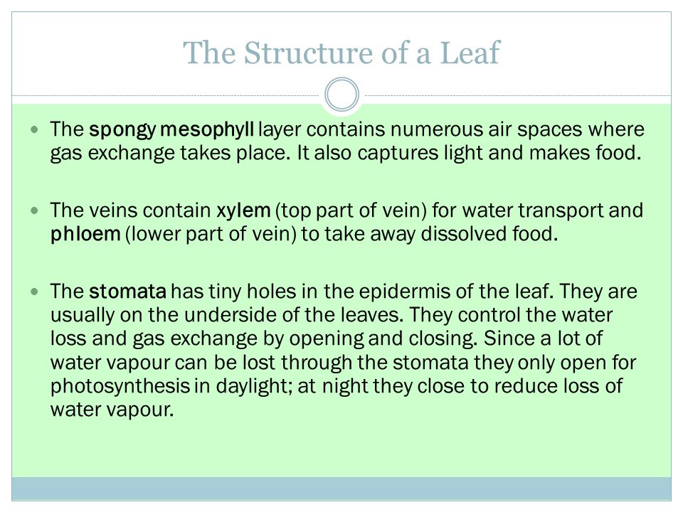 The Structure of a Leaf